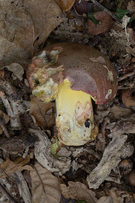 Butyriboletus pseudoregius